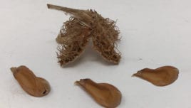 Beech Seeds