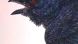 Raven Close-up