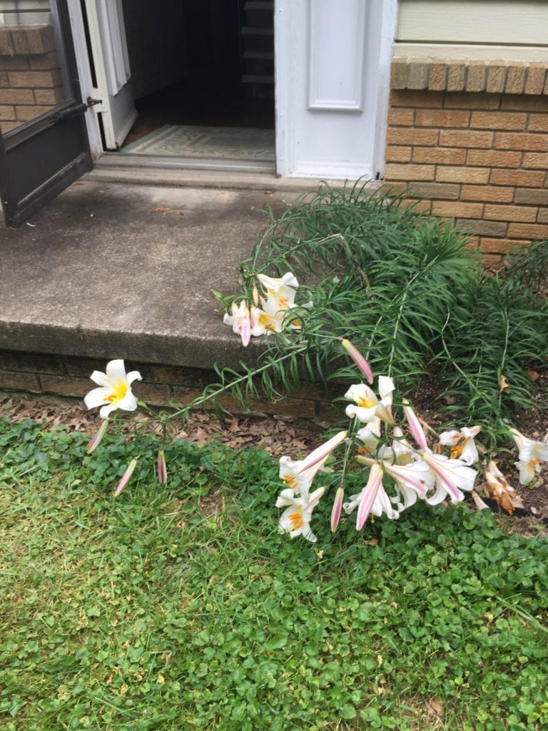 Fallen Lilies