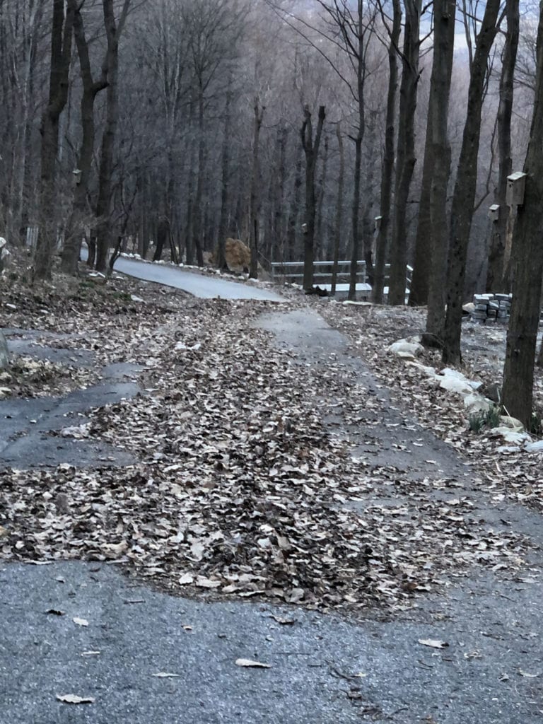 Driveway Leaves