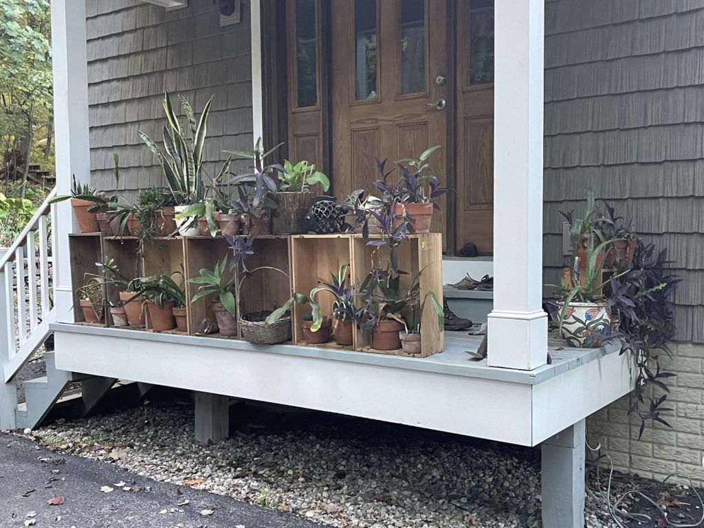 Porch Plants
