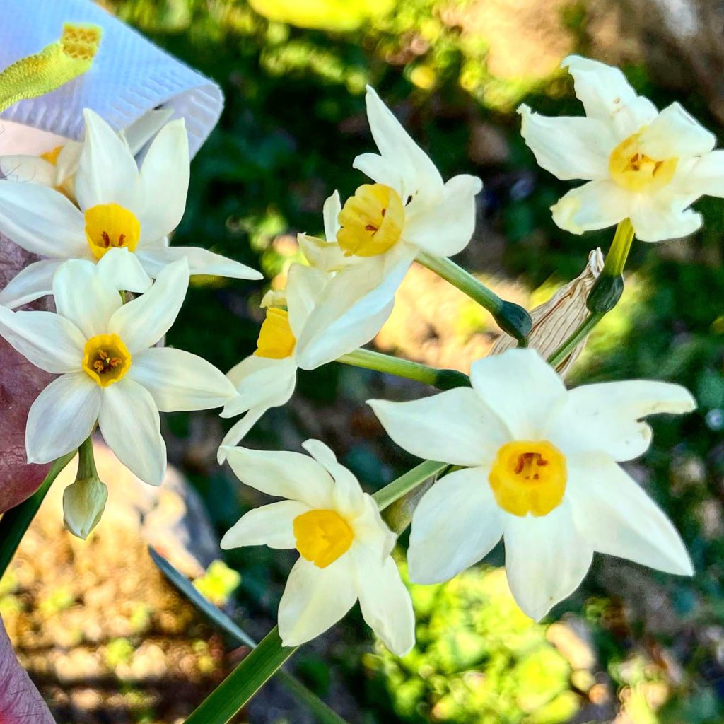 Sicily Daffodils