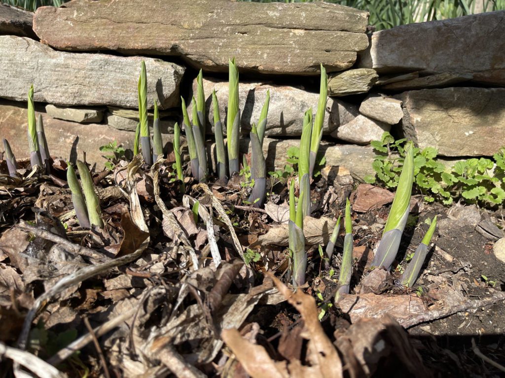 Hosta Sprouts
