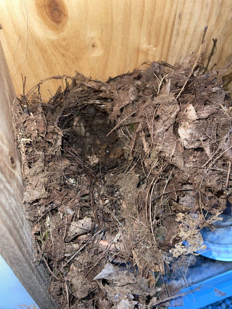 Empty Wren Nest