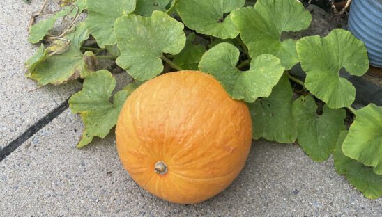 Warehouse Pumpkin
