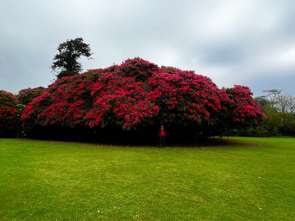 Cornwall Rhododendrons
