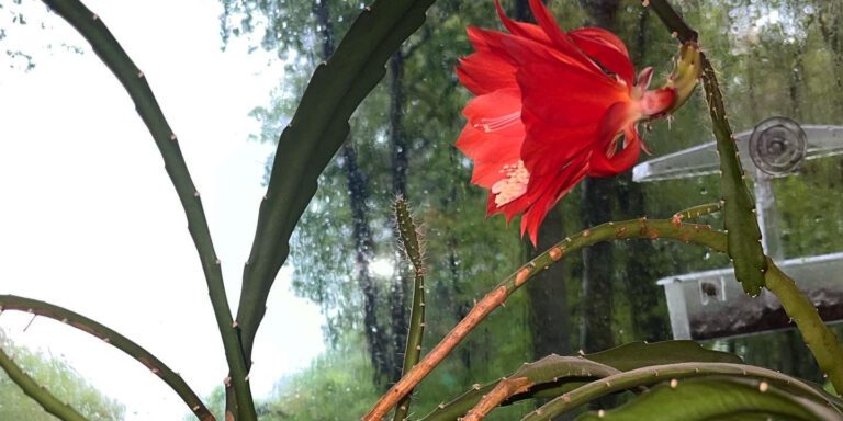 Blooming Epiphyllium Cacti