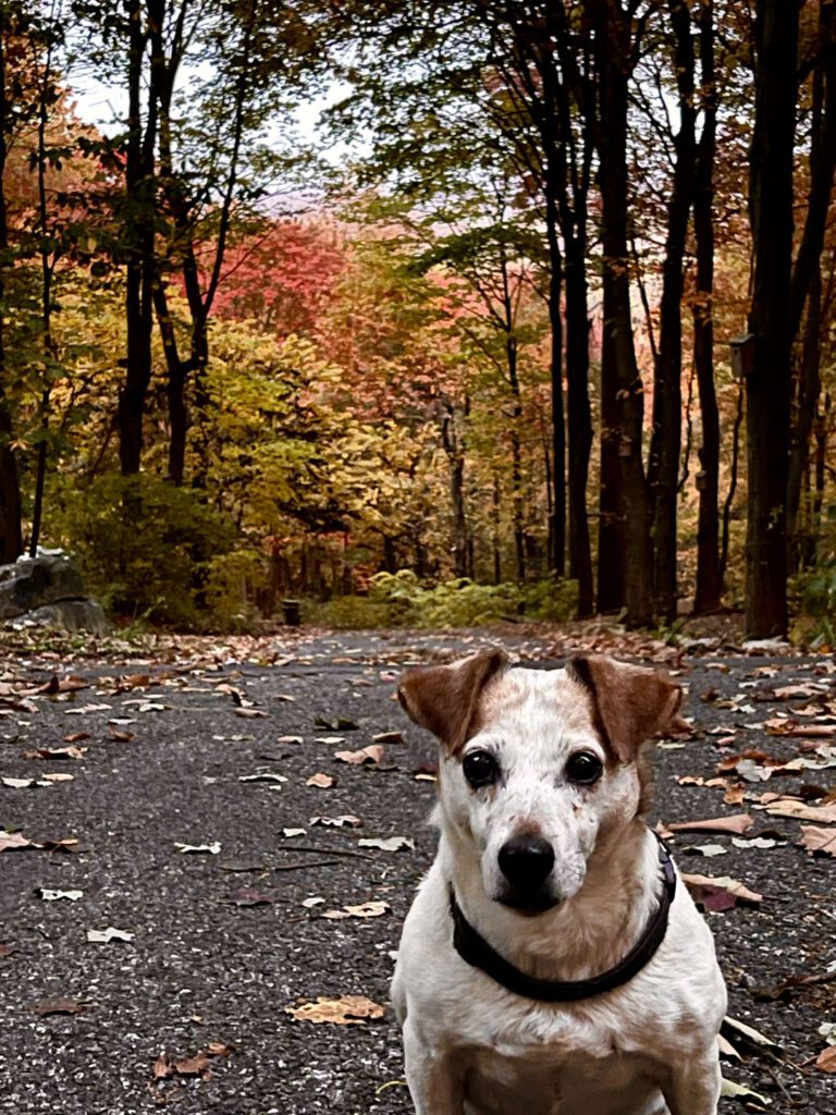 Fall Colors & Dog