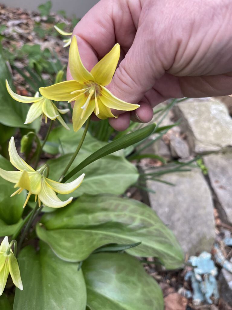 Blooming Dogtooth Lilies